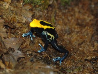 Dendrobates tinctorius Brasil Halfwas